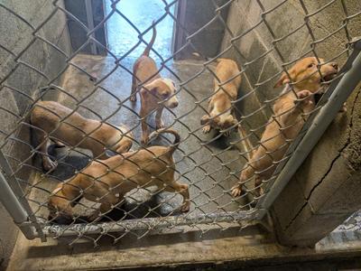 Heeler/Pit Bull puppies, Australian Cattle Dog / Blue Heeler / Pit Bull Terrier, puppy, available for adoption