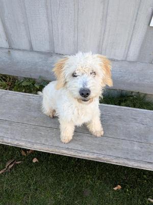 Bo, Miniature Poodle, puppy, available for adoption