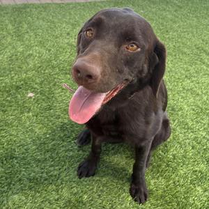 Miley, Chocolate Labrador Retriever, adult, available for adoption