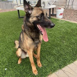 Judge, Belgian Shepherd / Malinois / German Shepherd Dog, adult, available for adoption