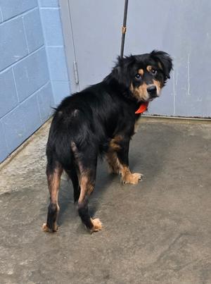 Acorn, Australian Shepherd, adult, available for adoption