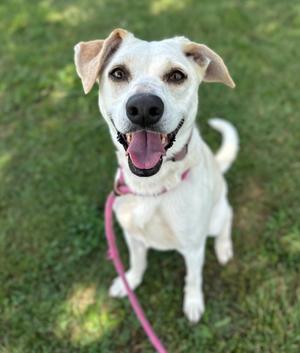 Angel, Pit Bull Terrier / Collie, adult, available for adoption