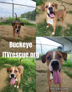 Buckeye, Boxer / 31 Flavors Mixes, adult, available for adoption