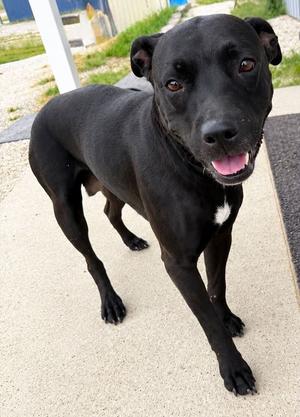 Amelia, Pit Bull Terrier, adult, available for adoption