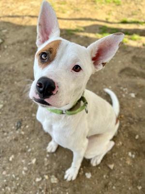 A white dog with brown patches on its face and ears, wearing a green collar, sitting on a dirt ground and looking up.