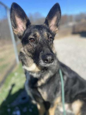 Cass, German Shepherd Dog, adult, available for adoption