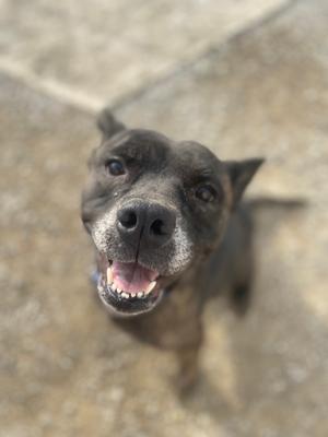 Anyra, Pit Bull Terrier, adult, available for adoption