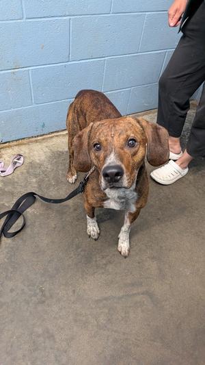 A brown and white dog with floppy ears standing on a concrete floor, wearing a black leash. A person in black pants and white shoes is partially visible in the background.