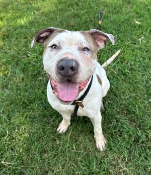 Bones Jones, Pit Bull Terrier, adult, available for adoption