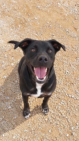 Barney, Labrador Retriever, adult, available for adoption