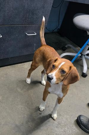 Bob Barker, Beagle, adult, available for adoption