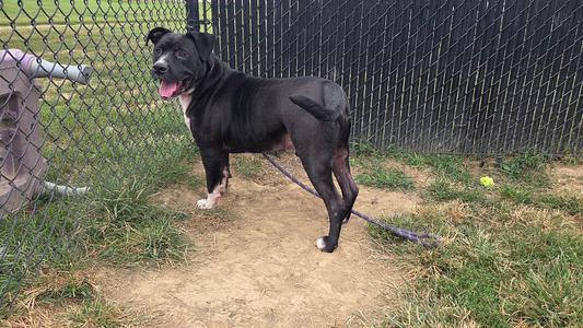 Bane Alexander, Pit Bull Terrier, adult, available for adoption