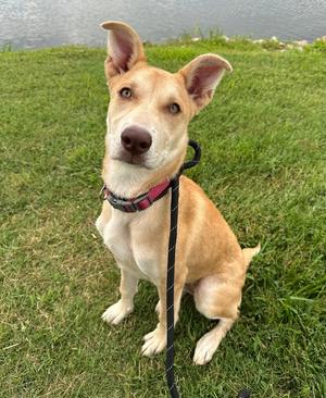 Bambi (Malla), Siberian Husky, young, available for adoption