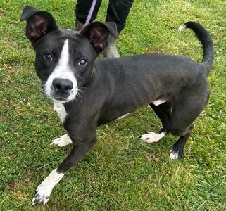 Banjo Bandit, Terriers (Medium), adult, available for adoption