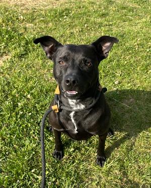 Athena, Pit Bull Terrier, adult, available for adoption