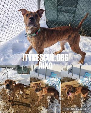 Aiko, Pit Bull Terrier, adult, available for adoption