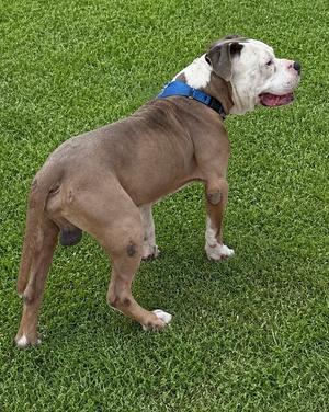 A brown and white dog with a blue collar standing on green grass.