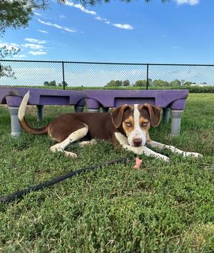 Blitz, Hounds (All Types) / Australian Shepherd, puppy, available for adoption