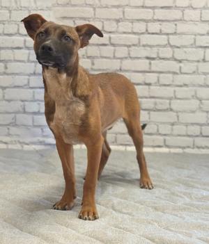 A brown dog with a black muzzle standing on a textured surface in front of a white brick wall.