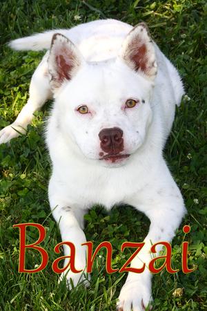 Banzai, Cattle Dog, young, available for adoption