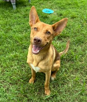 A brown dog with pointed ears and a white chest patch is sitting on green grass, looking up with a happy expression. A blue frisbee is visible in the background.