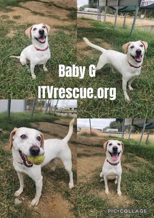 Baby G, 31 Flavors Mixes, young, available for adoption