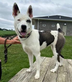 Bellamy, Husky / Pit Bull Terrier, young, available for adoption