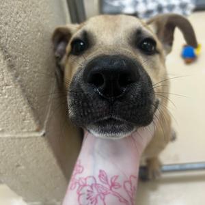Mike, Akita, puppy, available for adoption