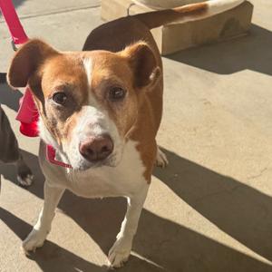 Cici, Mixed Breed (Medium), senior, available for adoption