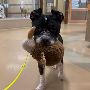 Bob, Mixed Breed (Large), adult, available for adoption