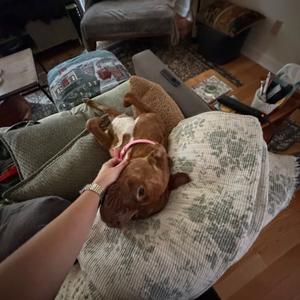 Judy, Mixed Breed (Medium), adult, available for adoption