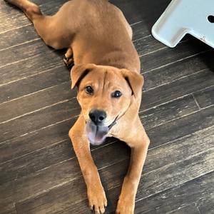 Paul, Mixed Breed (Large), puppy, available for adoption