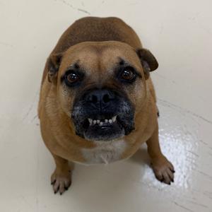 Luna, Boxer, senior, available for adoption
