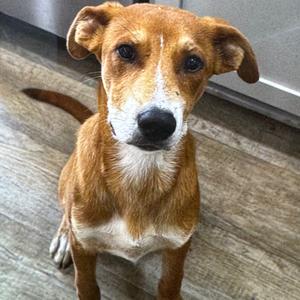 Cable, Mixed Breed (Medium), young, available for adoption