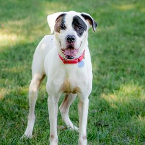 Linus, Mixed Breed (Large), adult, available for adoption