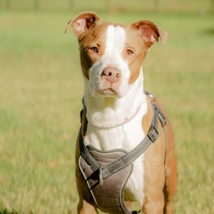 A brown and white dog wearing a harness, standing in a grassy field.