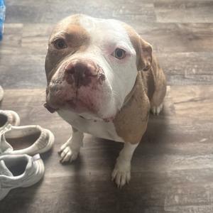 A brown and white dog sitting on a wooden floor, looking directly at the camera with a slightly sad expression. There are white shoes in the background.