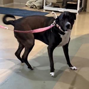 Nova, Mixed Breed (Medium), adult, available for adoption