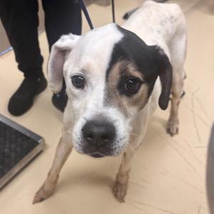 Mitch, Mixed Breed (Medium), senior, available for adoption