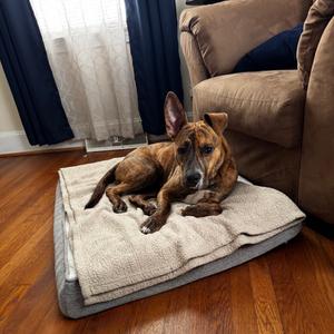 Beasley, Mixed Breed (Large), adult, available for adoption