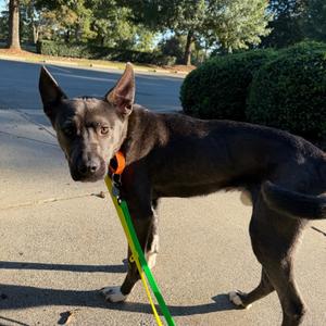Andre the Giant, Mixed Breed (Large), young, available for adoption