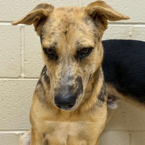 Edgar, Shepherd, German, adult, available for adoption