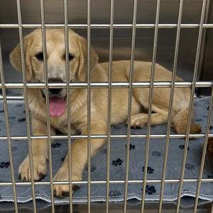 A golden retriever puppy lying in a metal cage with a blue blanket underneath it.