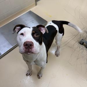 A black and white dog with a pink nose and brown eyes standing on a tiled floor.