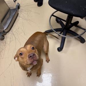 Mantis, Mixed Breed (Medium), adult, available for adoption