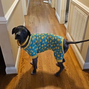 Kylo, Mixed Breed (Medium), adult, available for adoption