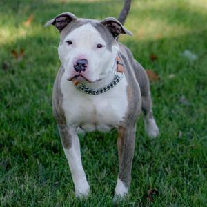 Busta, Mixed Breed (Medium), adult, available for adoption