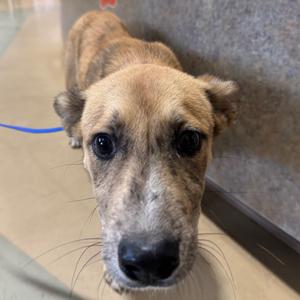Mowgli, Mixed Breed (Medium), puppy, available for adoption