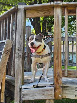 Kirby, Pit Bull Terrier, adult, available for adoption