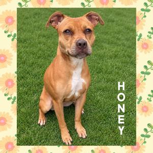 Honey, Pit Bull Terrier, adult, available for adoption